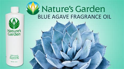 blue agave fragrance.